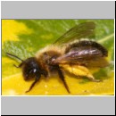 Andrena bicolor - Sandbiene w07.jpg